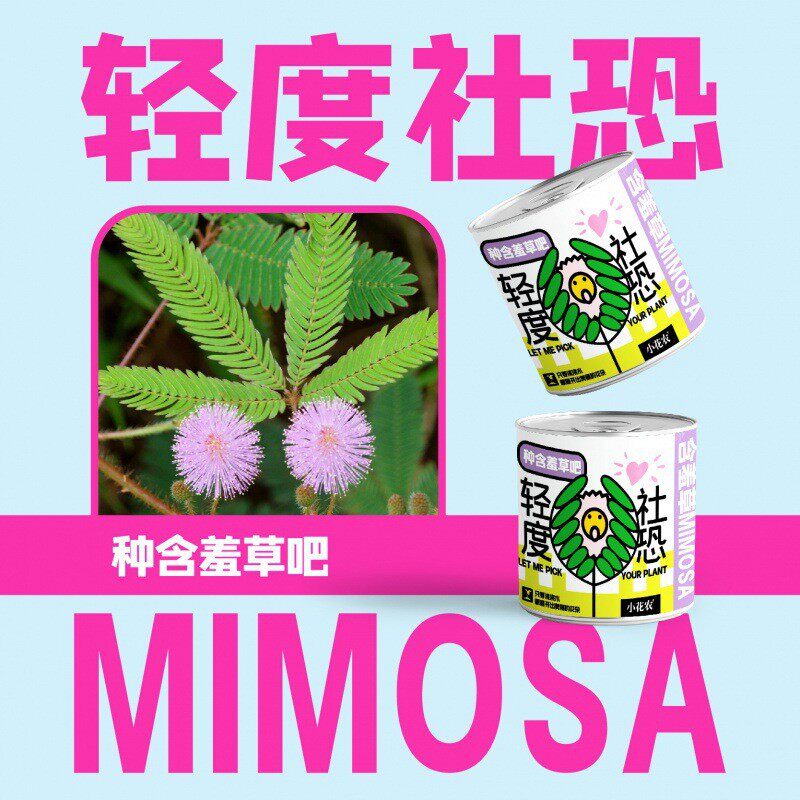 网红款祝福盆栽种植厂家批发小花农种植摆件幼儿园小学绿植盆栽