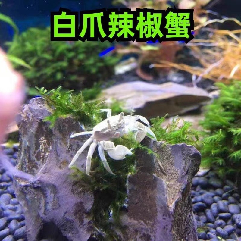 厂家直发批发辣椒蟹网红超萌豆豆蟹辣椒蟹相手蟹小螃蟹批发摆摊