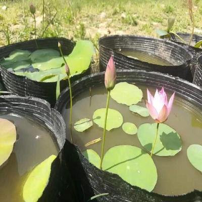 无碗莲营养钵加厚不漏水睡莲荷花莲花盆孔育苗盆水生植物水盆水盒
