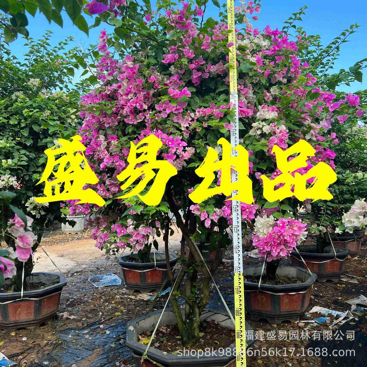 福建漳红樱三角梅基地 泰国五雀三角梅 广红樱绿樱三角梅价格