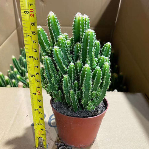 【基地直供】家居多肉植物花卉盆栽 绿植花卉盆栽  万重山自然锦