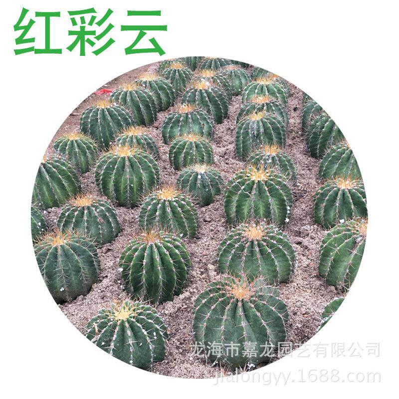 红彩云植物沙生实生仙人球盆栽植物大型仙人球植物沙漠