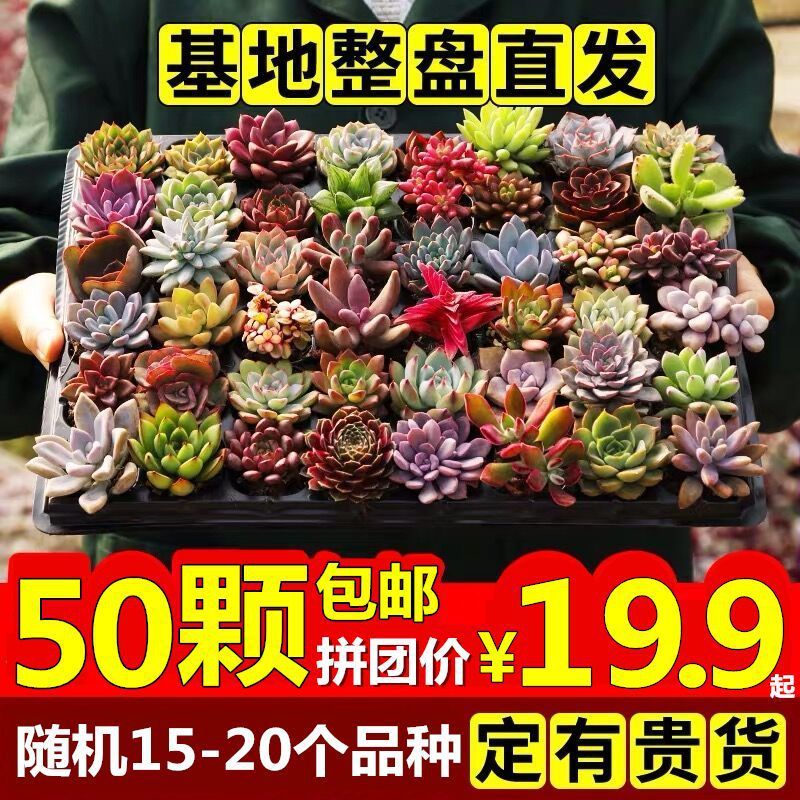 多肉多肉植物批发室内组合花卉盆栽红宝石玉露豪华肉肉园艺