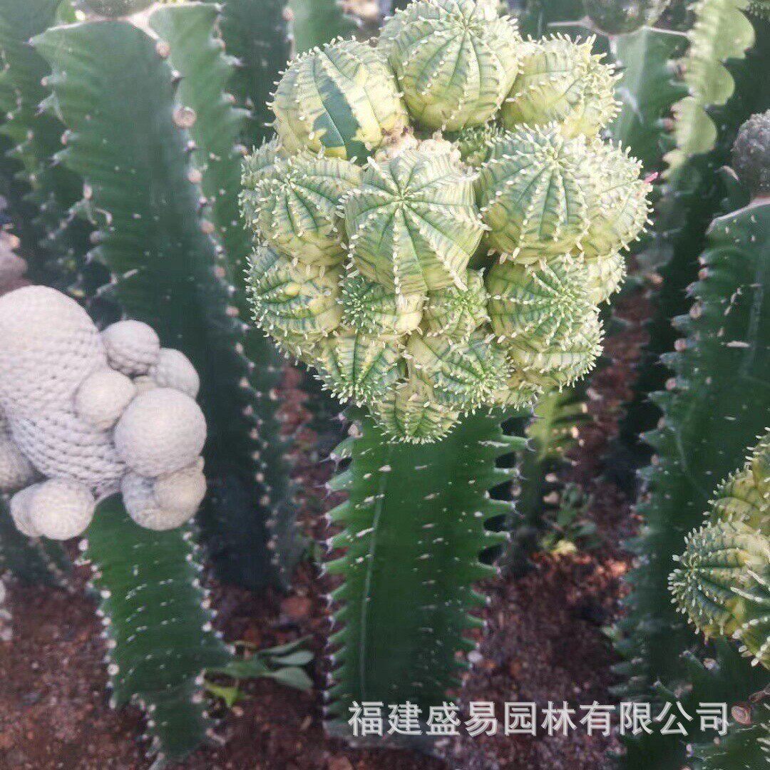 睡布袋新天地仙人柱锦柱双头大凤龙吉祥冠青衣银叶白角麒麟巨鹫玉