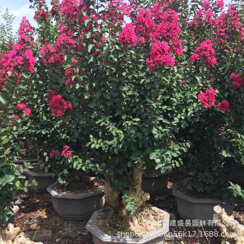 山东紫薇桩头安徽紫薇桩批发浙江紫薇树桩造型紫薇桩景价格