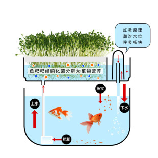 芽苗菜种花鱼菜共生水族箱养鱼育苗盘种菜塑料桌面小型花沐鱼