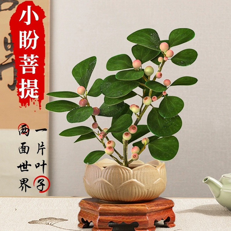 小盼室内盆栽植物菩提树盆景带果好养中式禅意办公室桌面摆件花卉