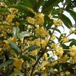 厂货大桂花球四季各规格四季桂球直供桂球基地丛生桂花树批发