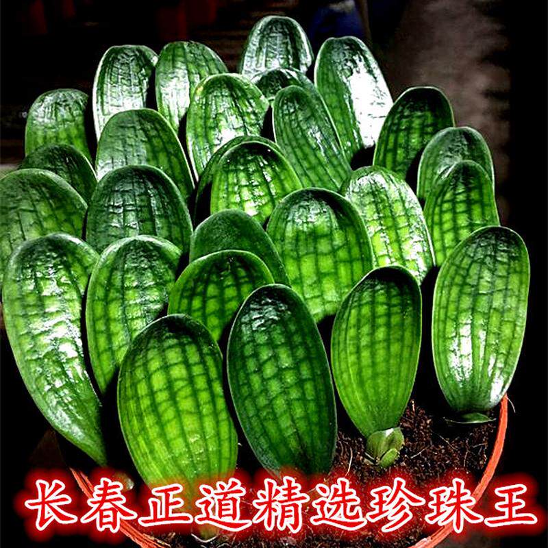 长春正道精选君子兰 国宝级珍珠王一号子代苗 宽圆头蜡膜花脸麻脸