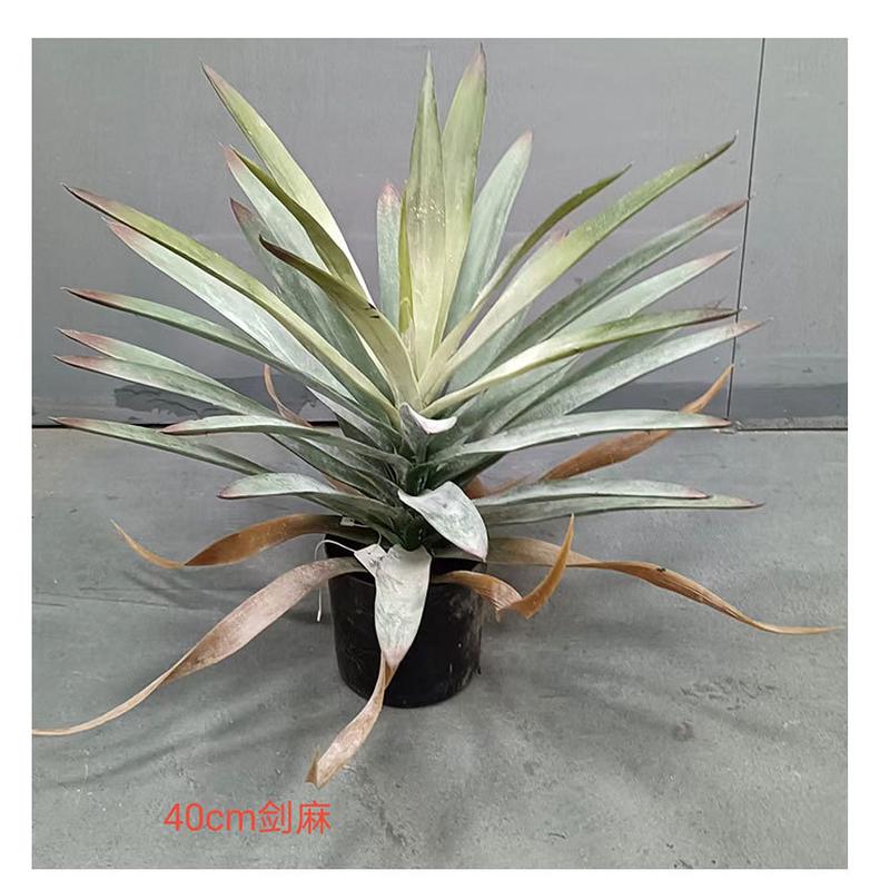 仿真绿植落地植物剑麻盆栽龙舌兰客厅铁树盆景荷兰铁室内摆件
