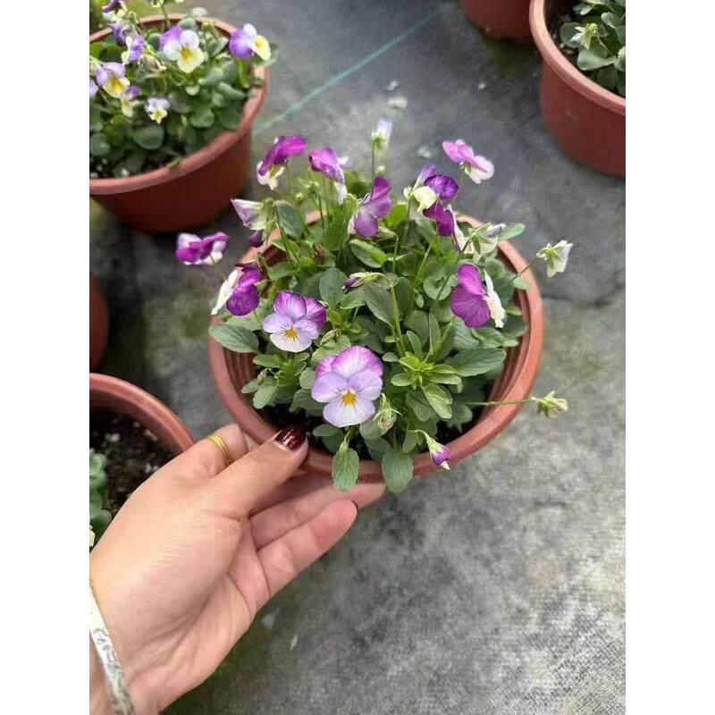 大花三色堇冬季耐寒草绿化脸花三色堇花苗盆栽地栽花猫苗多色包邮