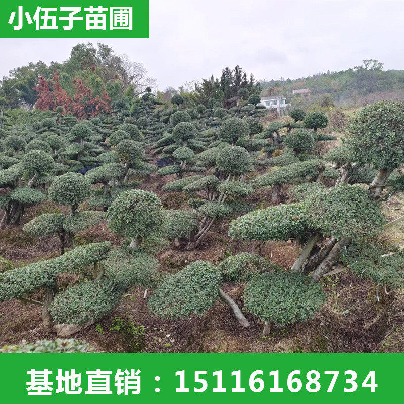 批发造型榆树1米3至1米5高度精品造型园林工程庭院苗木绿化常绿