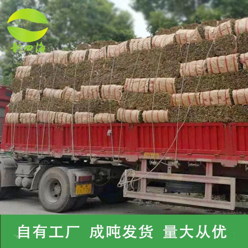 大号粽子叶50斤粽叶竹叶野生麻叶包粽子端午节粽子箬叶产地直发