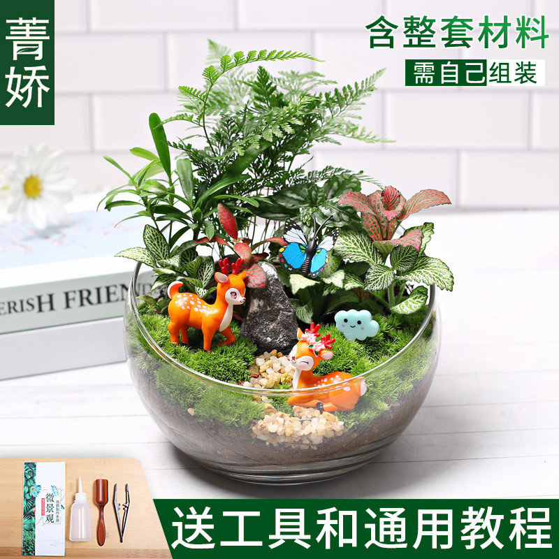 18切创意种植小盆栽diy鲜活植物苔藓微景观材料包生态瓶儿童套装