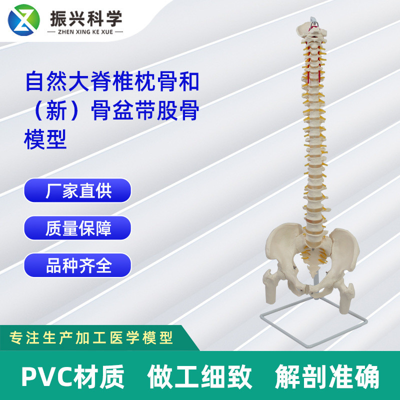 自然大脊椎枕骨和新骨盆带股骨模型 人体脊椎模型