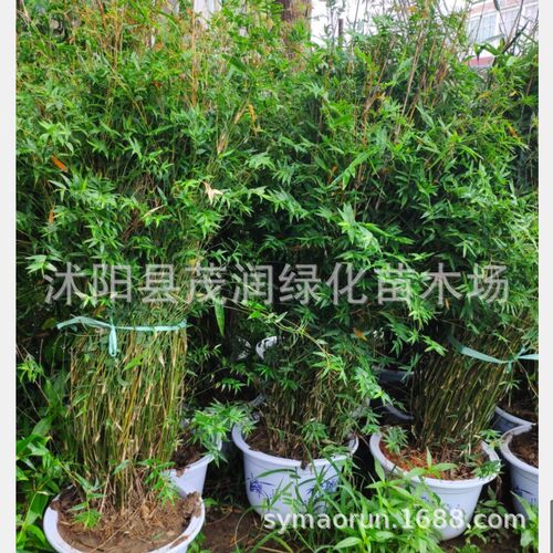 庭院地常青慈孝竹苗植物室内盆栽凤尾竹丛生竹栽绿植风景竹子
