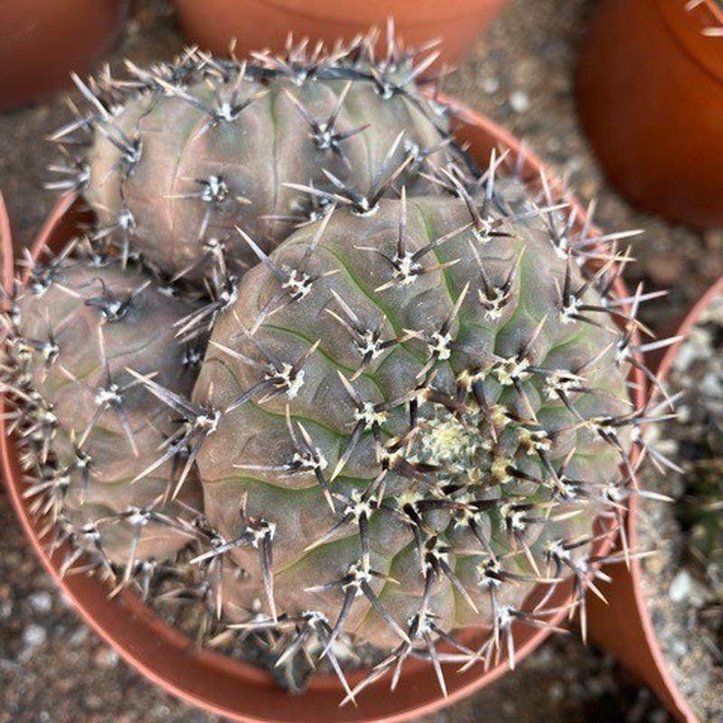 多头黑刺凤头仙人球趣味小盆栽基地直发多肉植物,鲜花速递/花卉仿真/绿植园艺,多肉植物,淘宝优惠券,粉丝福利购,淘宝优惠卷