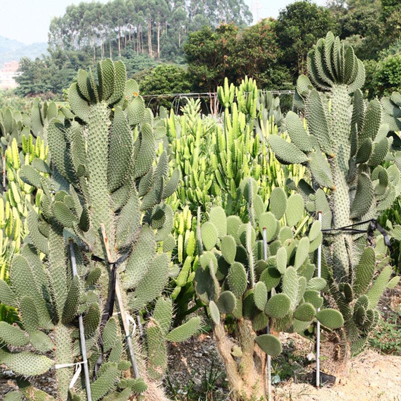 高度2米多浆植物批发基地景观鱼鳞仙人掌沙生欢迎参观念珠掌