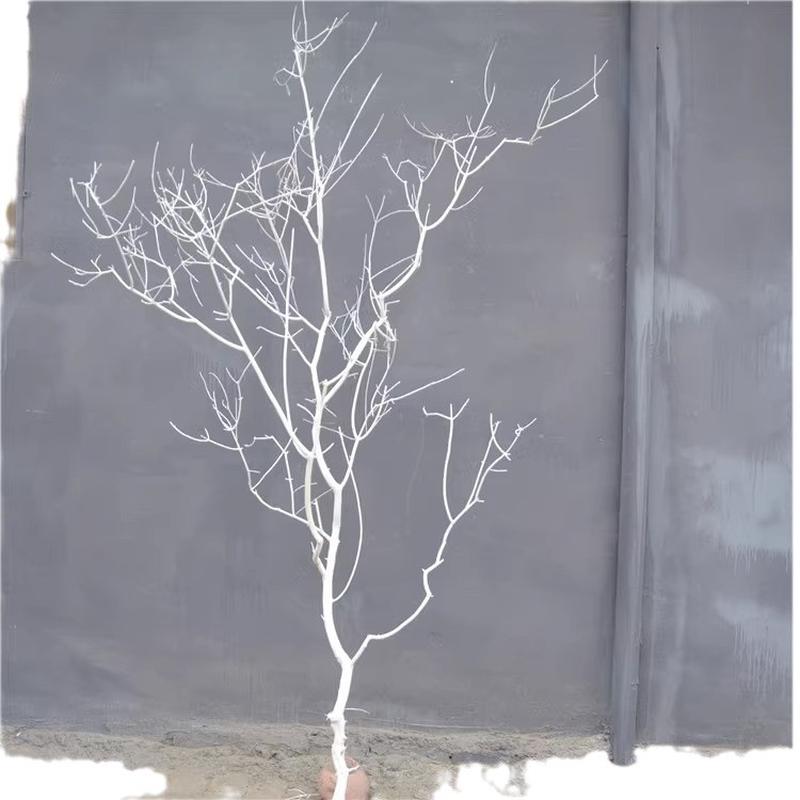 杆干枝干树枯树装饰白色树摆件树干树枝仿真树枝假树枝道具装饰树