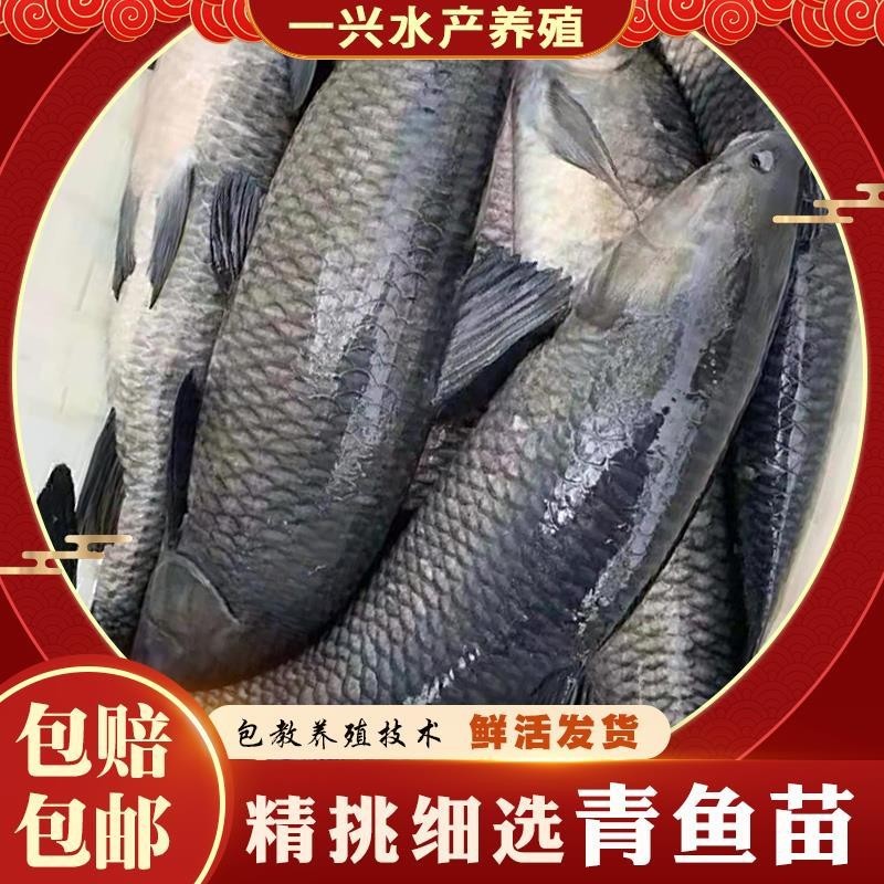 优质青鱼苗黑鲩鱼苗螺丝青鱼苗螺丝混鱼苗黑草鱼苗淡水养殖