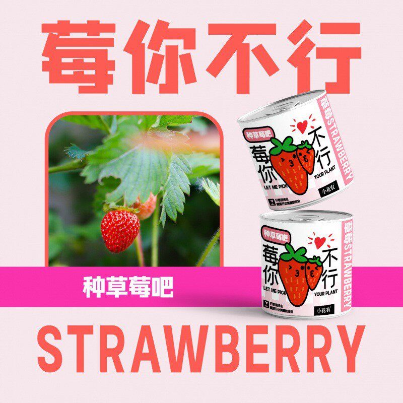 网红款祝福盆栽绿植摆件批发小花农种植厂家幼儿园小学种植盆栽