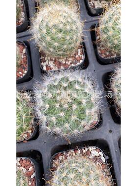 自根仙人球刺丽光殿3-4cm无多肉植物盆栽景观沙生植物基地批发