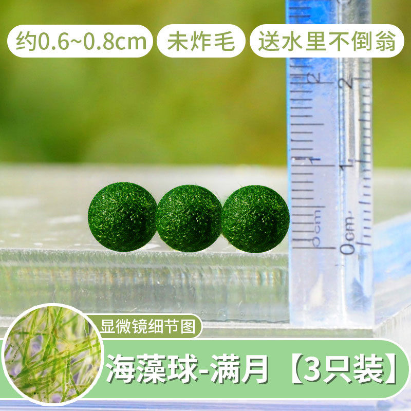 海藻微景观生态瓶室内鱼缸水生莫球藻桌面水培创意迷你植物球马里,鲜花速递/花卉仿真/绿植园艺,绿植,淘宝优惠券,粉丝福利购,淘宝优惠卷