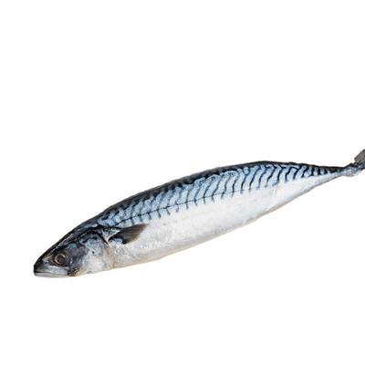 燕鲅鱼青占鱼青鱼新鲜冷冻鲅鱼青花鱼马鲛鱼海鱼小鲅鱼鲐鲭鱼鲐鱼