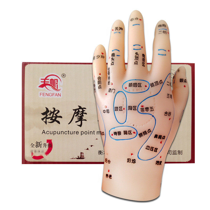 丰帆牌手穴位模型足穴位模型耳穴位模型手足耳模型反射区按摩磨具