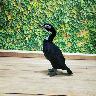 厂家直销羽毛仿真鸬鹚鱼鹰模型摆件造景布景渔船装饰摆设园林道具