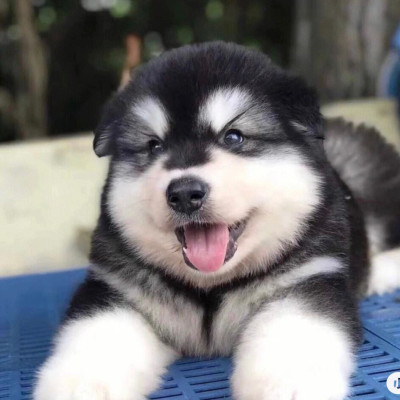 出售纯种阿拉斯加幼犬阿拉斯加家养宠物犬熊版阿拉斯加黑灰棕阿拉