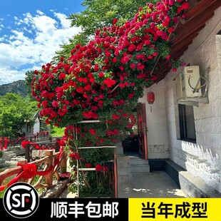 适合庭院种的花爬藤月季大苗粉色龙沙宝石花卉盆栽易活室外厂家