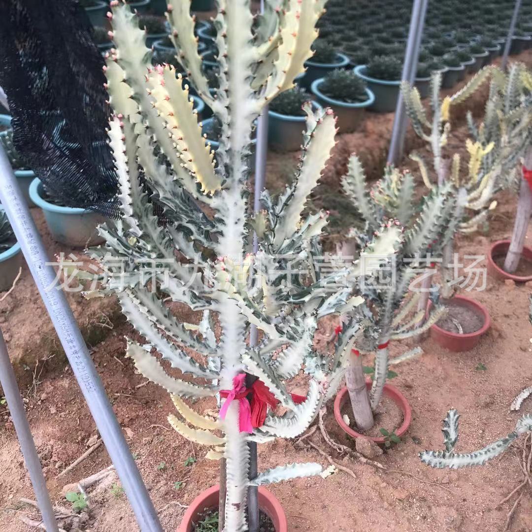 白龙骨锦仙人掌仙人球多肉植物仙人柱沙生景观植物群生基地批发