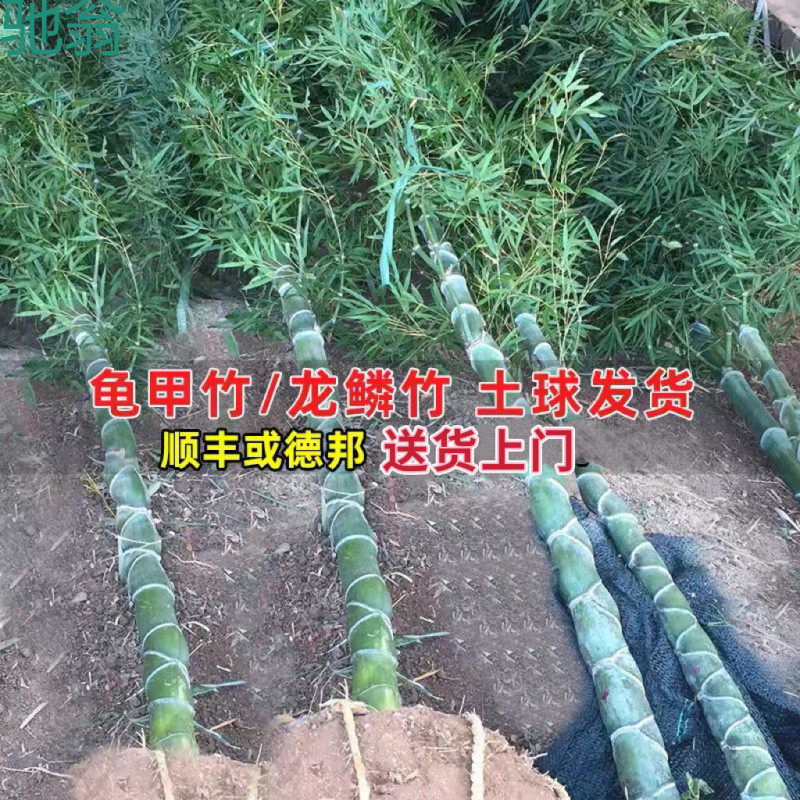 tKC龟甲竹盆景龟背竹竹苗庭院工程苗龙鳞竹乌龟竹盆栽绿化苗高挡