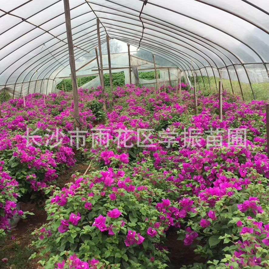 绿植盆景三角梅盆景红色紫色三角梅室内外花卉湖南花色艳丽