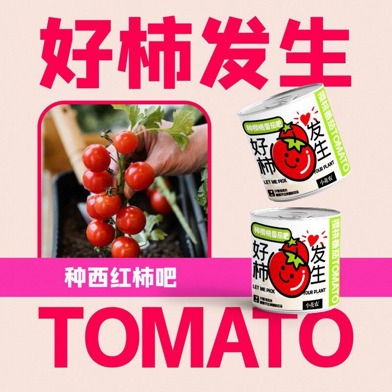 网红款祝福盆栽绿植厂家批发幼儿园花农种植摆件小小学种植盆栽