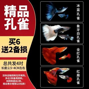 好养观赏鱼宠物热带小型淡水冷水孔雀鱼耐活花鳉凤尾鱼苗宠物孕母