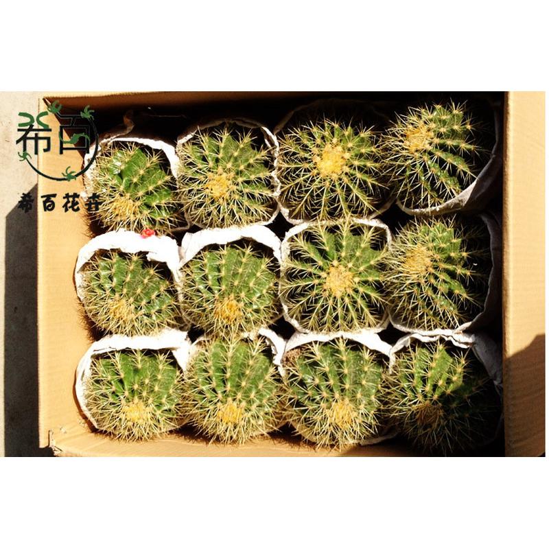 批发室内植物净化空气绿植盆栽居家小盆栽仙人球（12个金琥整箱）
