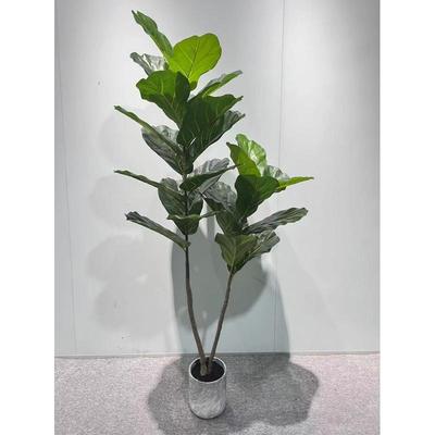 仿真琴叶蓉室内大型盆栽仿真植物摆件四季常青花卉小提琴叶片盆景