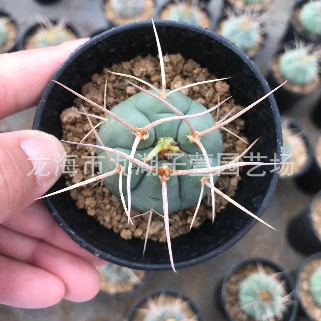 天平杂刺龙光淋玉粗摩天天平仙人球仙人掌植物花卉多肉植物批发