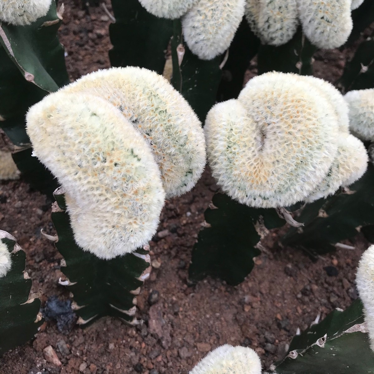 自嘉根文丸缀化仙人球多肉植物绿植小盆栽仙人掌沙生植物基地批发
