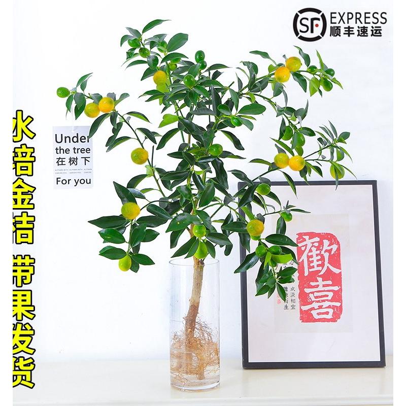 金桔树盆栽水培植物可食用带果脆皮橘子树盆栽室内桌面花卉绿植物