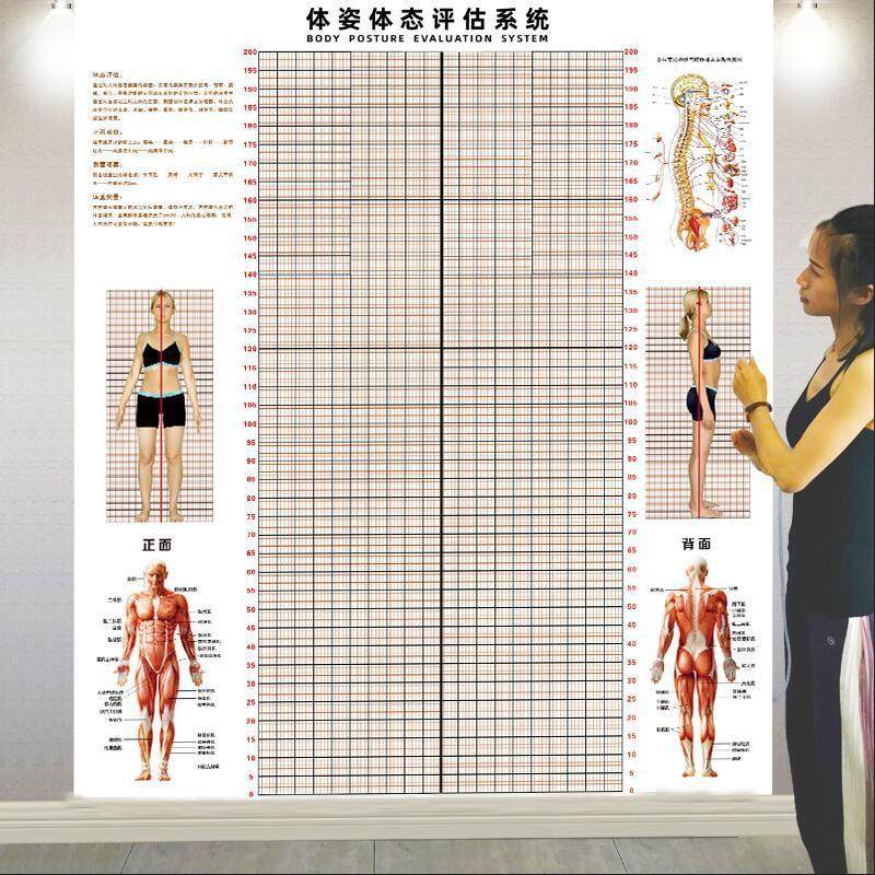 体态评估表墙贴健身房体测网格纸瑜伽馆私教姿势体位背景墙体链衡
