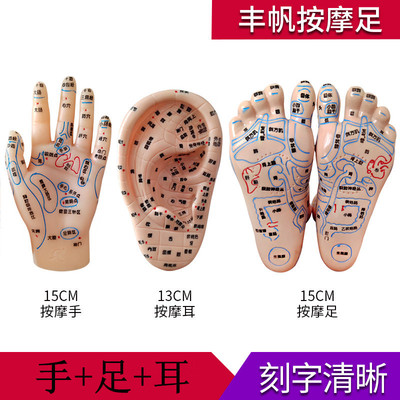 丰帆牌耳穴位模型足穴位模型耳穴位模型手足手模型反射区按摩磨具