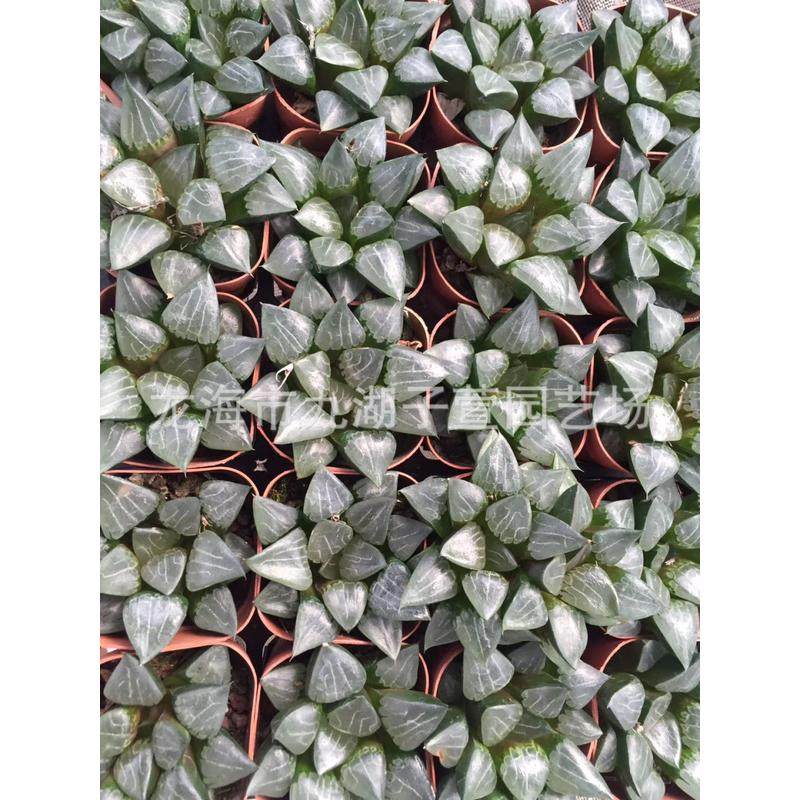 趣味园艺绿植种植栽培观赏性绿色植物十二卷属紫玉露万象镜