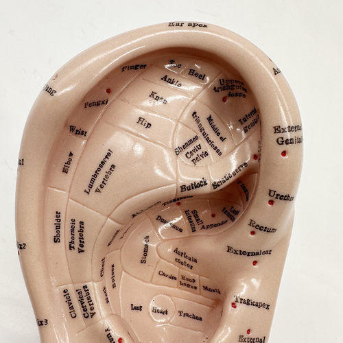 厘米耳穴模型17英文版耳朵穴位模型软模型