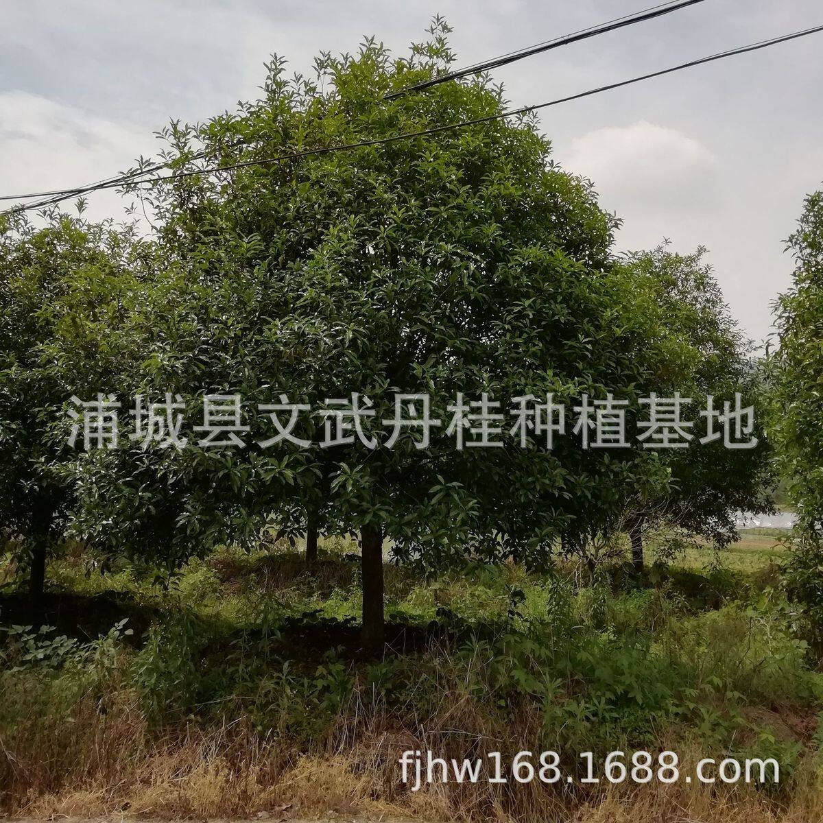 批发地直售浦城丹桂10公分园林桂花树四季常青绿化乔木基装车