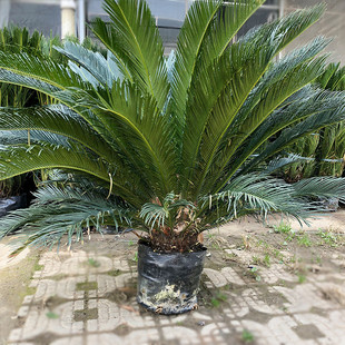 苏铁铁树凤尾铁凤尾园林绿化凤尾松盆栽蕉苗木棕榈科植物