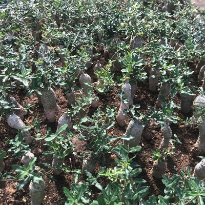 盆栽掌萝不含盆多肉火星人块根形藦科多肉植物仙人球仙人掌批发