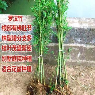 罗汉苗四季青庭院植物北方耐寒紫竹苗早园竹竹子大型毛竹户外盆栽